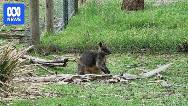 Starving wallabies on the Mornington Peninsula have been spared from euthanasia after council motion