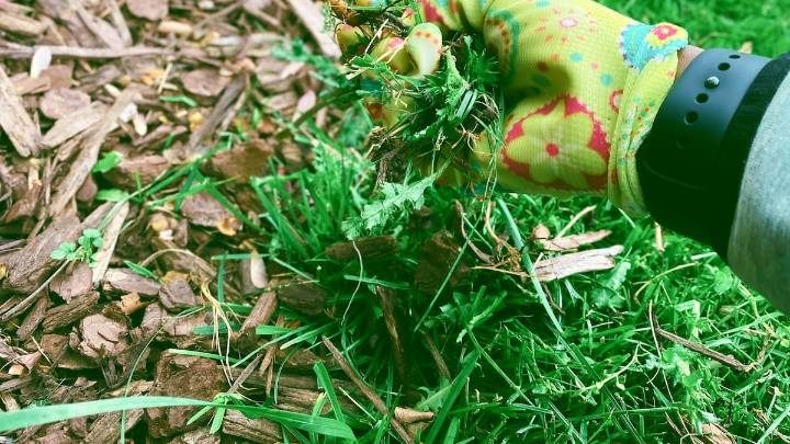 Este es uno de los trabajos clave para hacer en tu jardín en septiembre: es arduo pero ni los expertos se escapan de ello