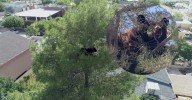 Cerca de 40 horas perduró oso trepado en árbol en Agua Prieta