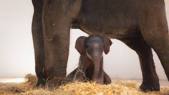 Fort Worth Zoo debuts first Asian elephant calf since 2013