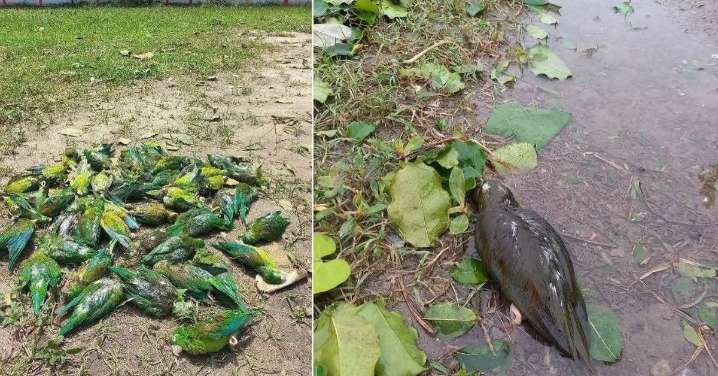La furia del viento en Corozal, Sucre cobra la vida de decenas de cotorras