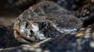 Sioux Falls man who owned 3 venomous snakes bitten by one of them