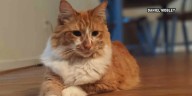Pet thought to have died in June apartment fire found alive