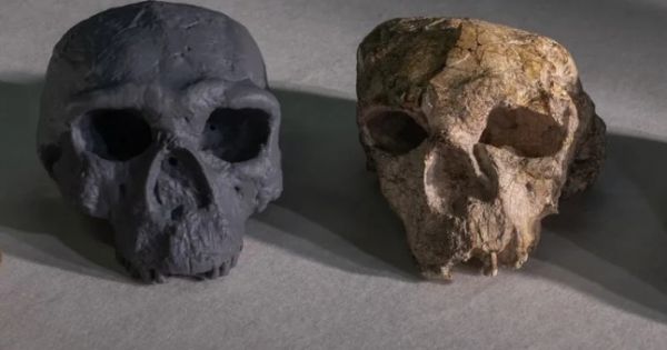 Cambia la historia de la humanidad: un cráneo de más de un millón de años pone en duda todo lo que sabíamos hasta ahora