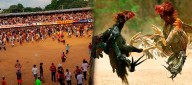 Galleros y taurinos defienden sus tradiciones como "motor cultural y económico"