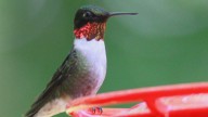When do hummingbirds leave NJ? A look at their annual fall migration