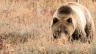 Library to host 'Bears of Grand Teton' book talk