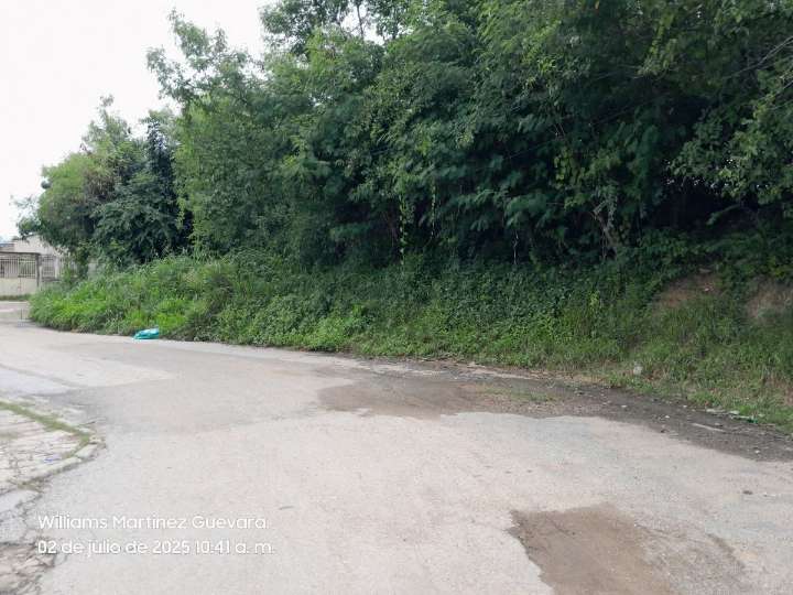 Palpable desatención oficial en La Isabelica: Serpientes y roedores conviven en la maleza en varios sectores