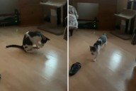 Cat Acts Like a Dog While Playing Fetch, Wins Pet of the Week