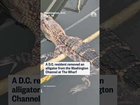 D.C. resident removes alligator from Washington Channel
