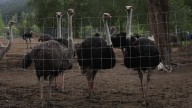 RCMP escort CFIA to execute search warrant on B.C. ostrich farm