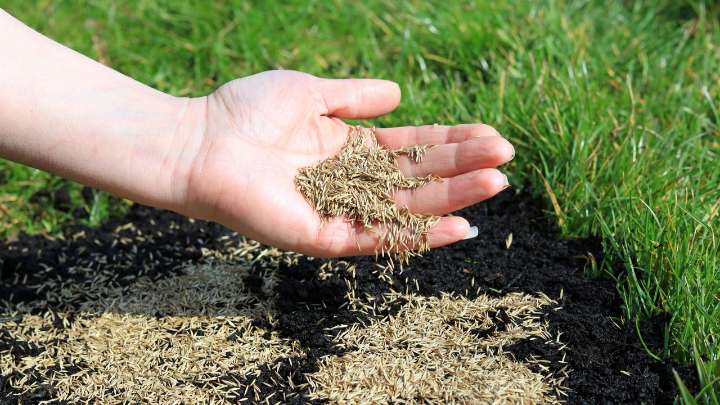 How to tell if your lawn needs overseeding — 3 signs you can't ignore