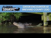 Florida Tonight: How you can scope out gators at the Brevard County Zoo