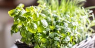 7 Veggies and Herbs That Actually Thrive Inside All Winter