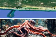 Sexto santuario pesquero de Yucatán, para el repoblamiento de cinco especies
