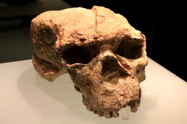 Hallazgo en China. Un cráneo de más de un millón de años desafía las teorías sobre los orígenes de la especie humana