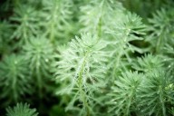 Botánica asiática. Las propiedades curativas de la Artemisa annua, la hierba estrella de la medicina tradicional china