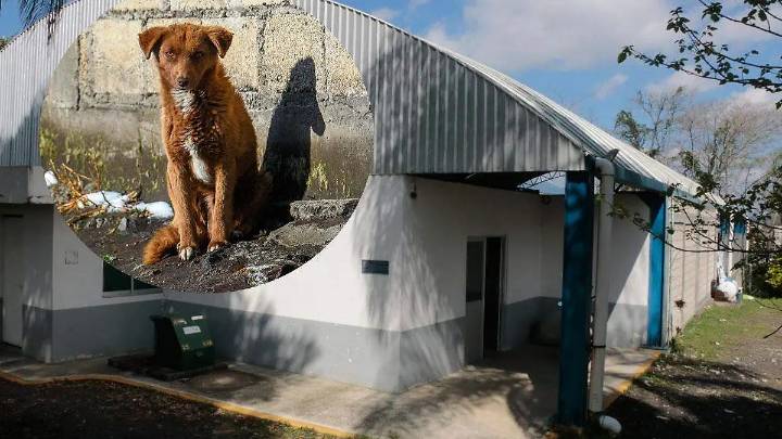 Perros resguardados en el Centro de Bienestar Animal sin alimento: Padrinos con causa