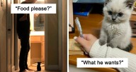This Online Group Celebrates Kittens That Are ‘Illegally Smol’ And Here Are 49 Of The Most Adorable Ones