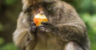 I visited UK wildlife park 1 hour journey from Nottingham and it was like stepping into a jungle