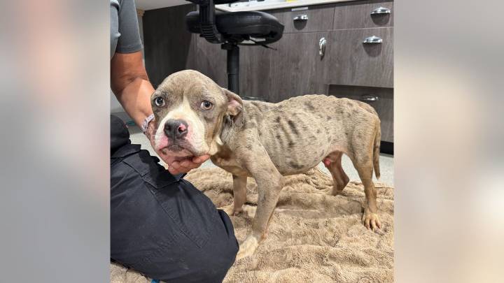 Another severely neglected dog is being treated at Humane Society of Tampa Bay