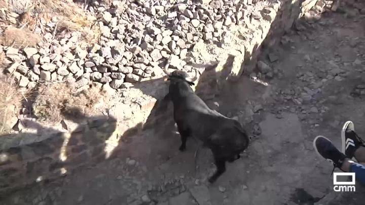 Moya celebra su septenario con el tradicional encierre campestre
