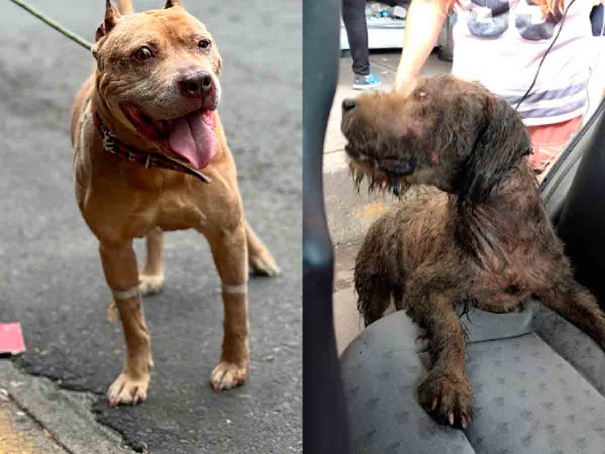Las otras víctimas de Iztapalapa: 'Aslan' busca a su dueño y a 'Tita' le echaron aceite de mecánico