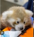 Nace un panda rojo en EE. UU