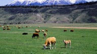 Federal Judge Halts Cattle Grazing In Grizzly Habitat Near Yellowstone