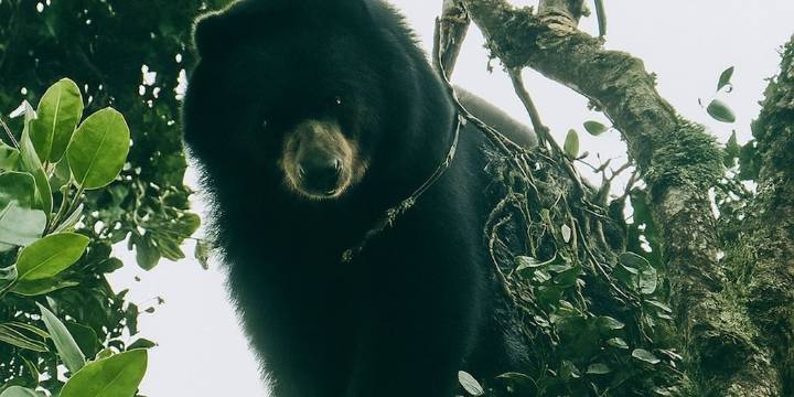 En imágenes: campesino registró el avistamiento de un oso de anteojos en zona rural de Palmira