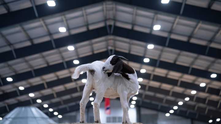 The Nashville Fair offers plenty of rides, food and entertainment
