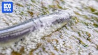 Rare pouched lampreys spotted migrating up Margaret River