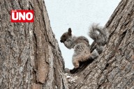 San Isidro impone multa de 535 soles por alimentar ardillas en parques