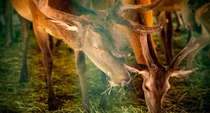 Ganaderos y agricultores podrán solicitar las ayudas para proteger especies protegidas