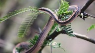 Resguarda SICT casi mil animales y plantas en Bavispe