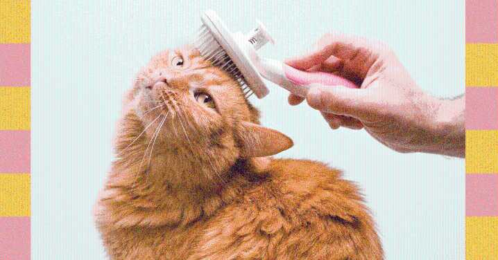 Grooming 101—From Nail Clipping to Ear Cleaning, Here's How to Best Clean Your Pet