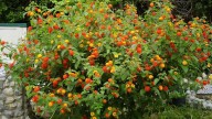Ni rosas ni claveles: la planta que da flores todo el año y transforma cualquier jardín