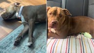 North Carolina Woman’s Sleepover With Shelter Dog Turns Into A Beautiful Surprise