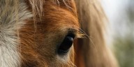 Equine therapy ranch in Douglas County at risk of closure