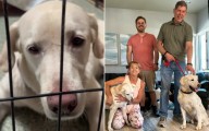 Dog 'Depressed' After 1,500 Days in Shelter, Then His Luck Finally Changed
