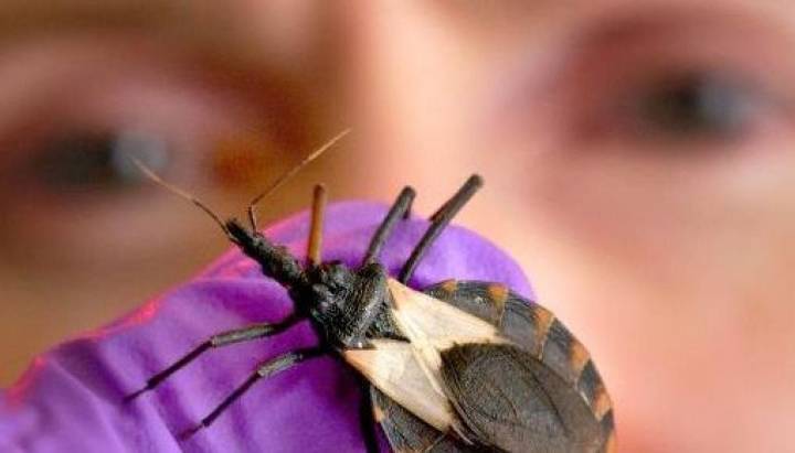 “Tenemos casos en todo Chile”: esto dice el ISP sobre la enfermedad de Chagas, que ya es endémica y se expande por EE.UU.