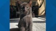 Shelter cat survives once fatal disease thanks to Berea ARF: Ready Pet GO!