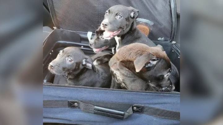 North Carolina Couple Stops For Strange Moving Suitcase On Highway And Makes A Shocking Discovery