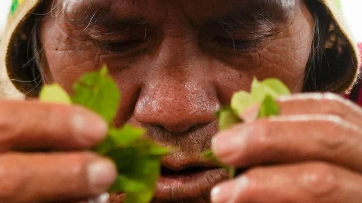 Coca leaves remain a source of work, faith and identity in Bolivia