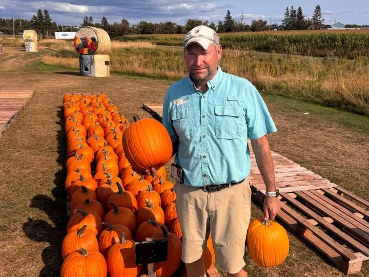 Drought and heat has pumpkin farmers concerned