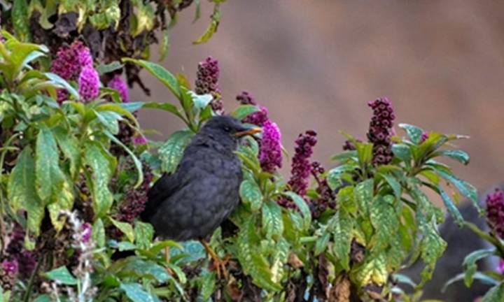 Semana de la Biodiversidad en Cali 2025: cultura, ciencia y acción