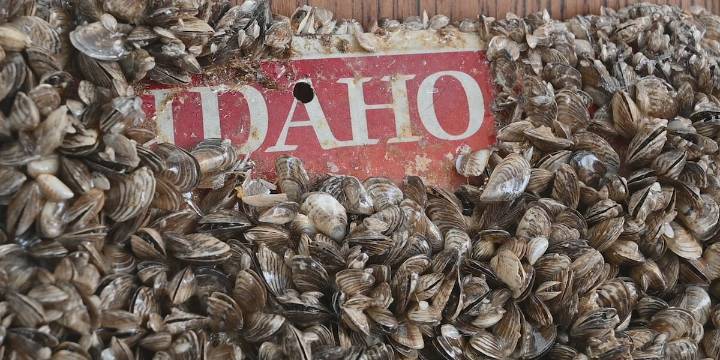 Recent testing of quagga mussels confirm they are back