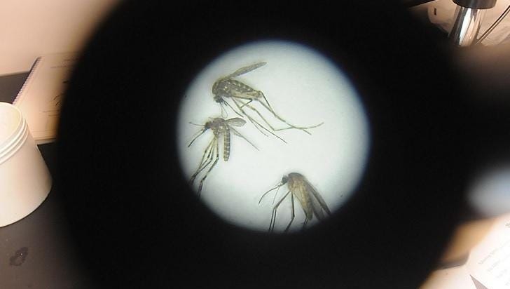 CDC names the world's deadliest animal, and it's all over Massachusetts