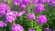 La planta ideal para tu jardín en Primavera: en la Edad Media era símbolo de alegría y paz
