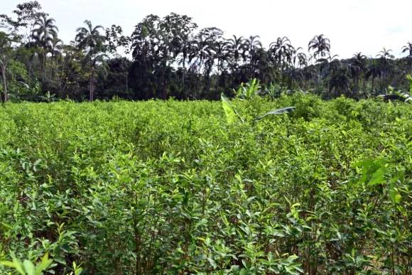 EEUU quita certificación de aliado antidrogas a Colombia, el mayor productor de cocaína